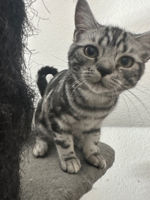 Reinrassige BKH britisch Kurzhaar silver tabby Whiskas Babys kitten Bild 1
