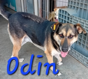 Odin