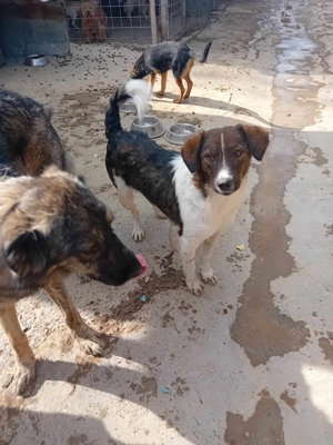 Wer gibt Nicky ein Zuhause? Bild 4