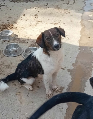 Wer gibt Nicky ein Zuhause? Bild 3