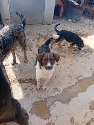 Wer gibt Nicky ein Zuhause? Bild 2