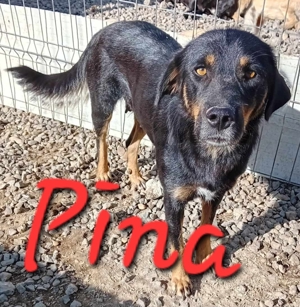 Pina