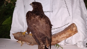 Verschiedene Tierpräparate und Geweihe