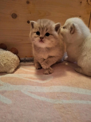 BKH Deckkater Lilac-Point mit Stammbaum ! Bild 5