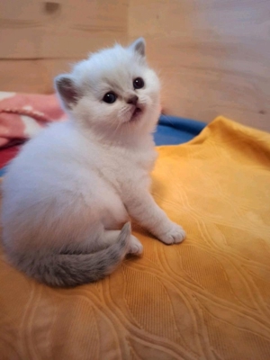 BKH Deckkater Lilac-Point mit Stammbaum ! Bild 4