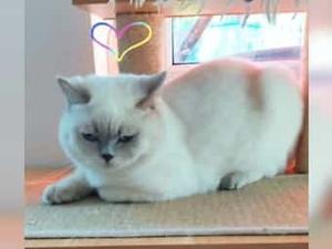 BKH Deckkater Lilac-Point mit Stammbaum ! Bild 2