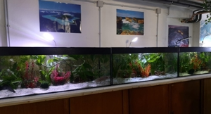 Axolotl Axantic Copper  Bild 3