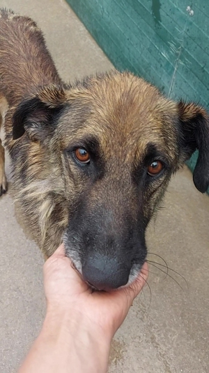 VUK Schäferhund Mischlingsrüde Mischling Rüde sucht Zuhause oder Pflegestelle Bild 8