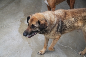 VUK Schäferhund Mischlingsrüde Mischling Rüde sucht Zuhause oder Pflegestelle Bild 15