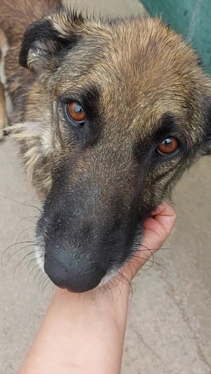 VUK Schäferhund Mischlingsrüde Mischling Rüde sucht Zuhause oder Pflegestelle Bild 13