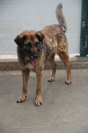 VUK Schäferhund Mischlingsrüde Mischling Rüde sucht Zuhause oder Pflegestelle Bild 7