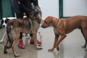 VUK Schäferhund Mischlingsrüde Mischling Rüde sucht Zuhause oder Pflegestelle Bild 3