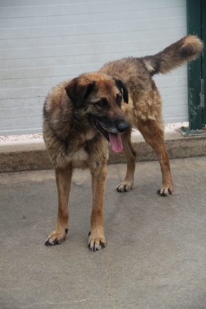 VUK Schäferhund Mischlingsrüde Mischling Rüde sucht Zuhause oder Pflegestelle Bild 9