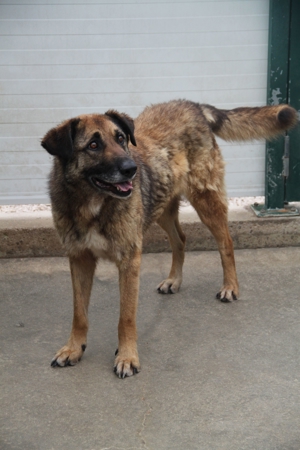 VUK Schäferhund Mischlingsrüde Mischling Rüde sucht Zuhause oder Pflegestelle Bild 6