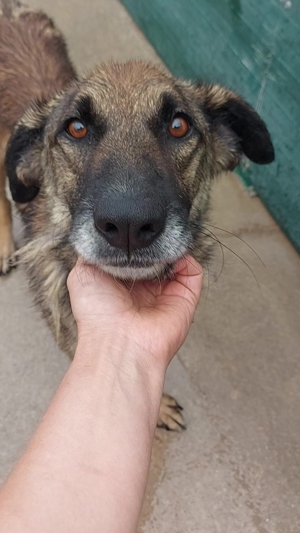 VUK Schäferhund Mischlingsrüde Mischling Rüde sucht Zuhause oder Pflegestelle Bild 11