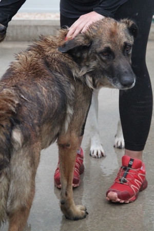 VUK Schäferhund Mischlingsrüde Mischling Rüde sucht Zuhause oder Pflegestelle Bild 18