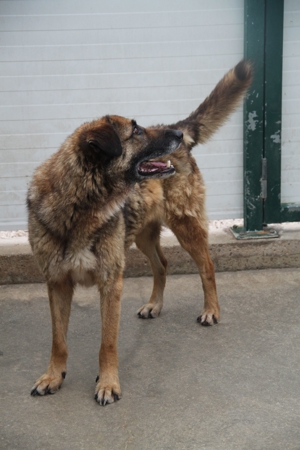 VUK Schäferhund Mischlingsrüde Mischling Rüde sucht Zuhause oder Pflegestelle Bild 5
