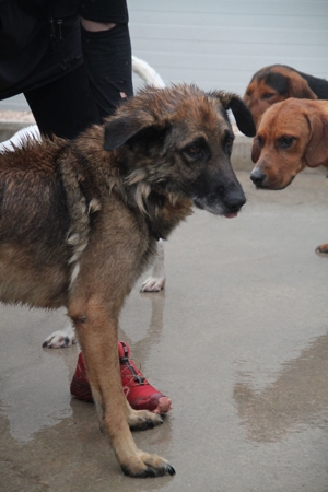 VUK Schäferhund Mischlingsrüde Mischling Rüde sucht Zuhause oder Pflegestelle Bild 19