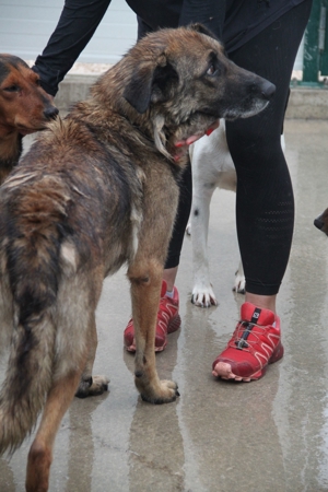 VUK Schäferhund Mischlingsrüde Mischling Rüde sucht Zuhause oder Pflegestelle Bild 14