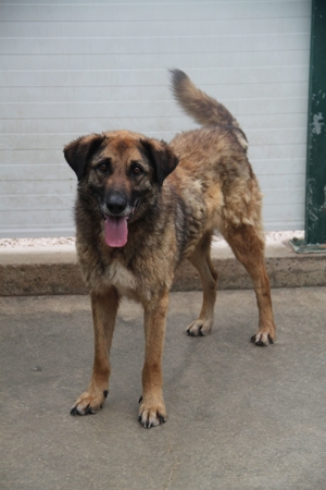 VUK Schäferhund Mischlingsrüde Mischling Rüde sucht Zuhause oder Pflegestelle Bild 17