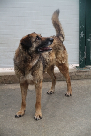 VUK Schäferhund Mischlingsrüde Mischling Rüde sucht Zuhause oder Pflegestelle Bild 16