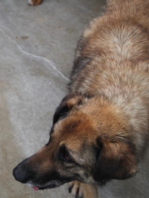 VUK Schäferhund Mischlingsrüde Mischling Rüde sucht Zuhause oder Pflegestelle Bild 2