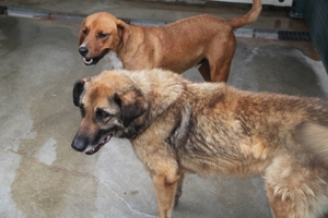 VUK Schäferhund Mischlingsrüde Mischling Rüde sucht Zuhause oder Pflegestelle Bild 20