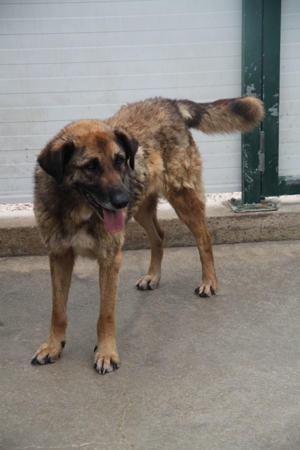 VUK Schäferhund Mischlingsrüde Mischling Rüde sucht Zuhause oder Pflegestelle Bild 4