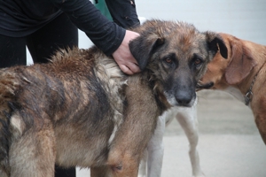 VUK Schäferhund Mischlingsrüde Mischling Rüde sucht Zuhause oder Pflegestelle Bild 10