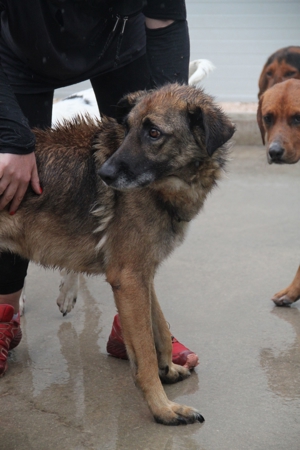 VUK Schäferhund Mischlingsrüde Mischling Rüde sucht Zuhause oder Pflegestelle Bild 12