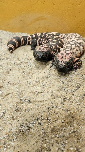 Echsen sehr selten Gila Monster  Krustenechse 