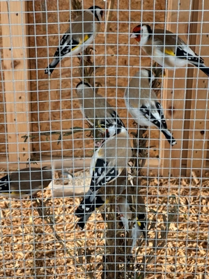 Stieglitz Major Bild 6