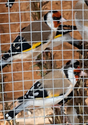 Stieglitz Major Bild 3