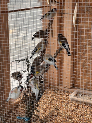 Stieglitz Major Bild 5