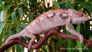 0.1 Furcifer pardalis, Pantherchamaeleon DNZ 2023 "Ambilobe"