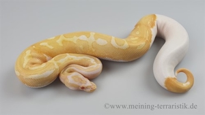 1,0 Python regius, Königspython "Albino Piebald" DNZ 2022