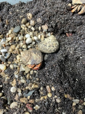 Landeinsiedlerkrebse  Bild 2