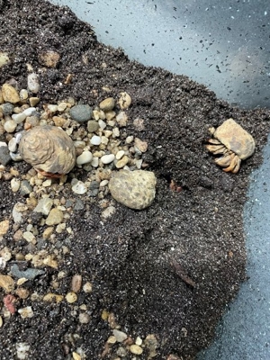 Landeinsiedlerkrebse  Bild 3