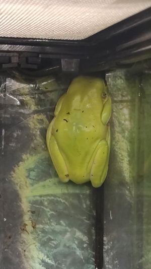 Korallenfinger Laubfrosch  Bild 2