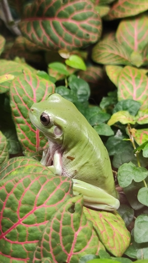 Korallenfinger Laubfrosch 