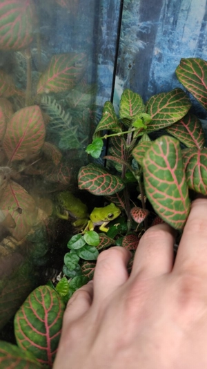 Korallenfinger Laubfrosch  Bild 3