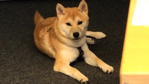 Shiba Inu, reinrassiger Junghund