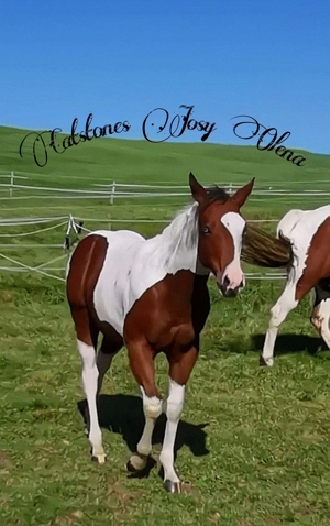 Traumhafte Paint Horse Stute- Absetzer- sanftmütig- homozygot- dreifarbig- blaue Augen- Bild 3
