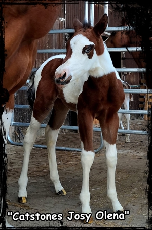 Traumhafte Paint Horse Stute- Absetzer- sanftmütig- homozygot- dreifarbig- blaue Augen- Bild 11