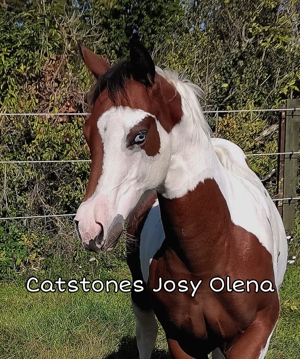 Traumhafte Paint Horse Stute- Absetzer- sanftmütig- homozygot- dreifarbig- blaue Augen- Bild 7