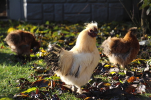 Zwergseidenhühner Jungtiere, Hennen, Hähne und Bruteier Bild 6