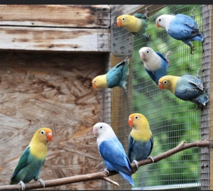 Pfirsichköpfchen Opalin verschiedene farbe Agaporniden