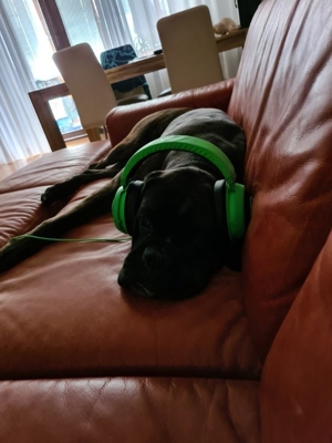 Deckrüde Boxer Bild 3