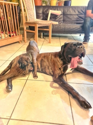 Deckrüde Boxer Bild 4