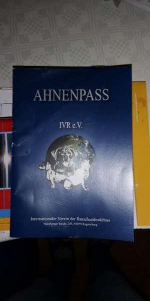 Deckrüde Boxer Bild 2